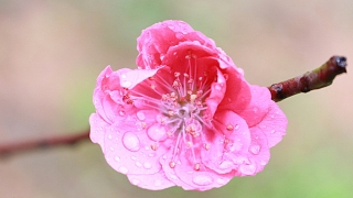 斩烂桃花：烂桃花一般会持续多久 怎样斩断烂桃花