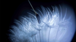 超度法事：烟供烧咒轮，烟供功德很大