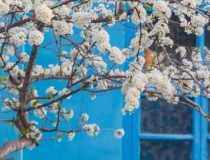 婴灵超度：化解婴灵经文念诵,诵经文需要进行回向