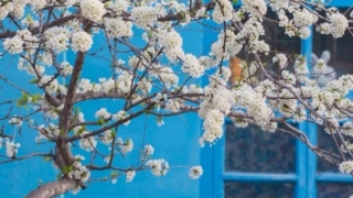 婴灵超度：化解婴灵经文念诵,诵经文需要进行回向