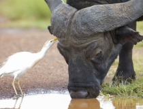 化太岁：怎么请化太岁符，2021年属牛犯太岁的保平安之法