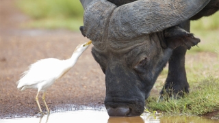 化太岁：怎么请化太岁符，2021年属牛犯太岁的保平安之法