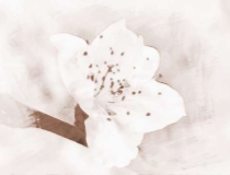 斩烂桃花：你知道怎么做可以斩烂桃花吗？