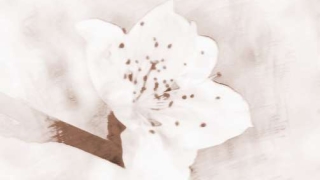 斩烂桃花：你知道怎么做可以斩烂桃花吗？