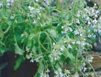 婴灵超度：人流之后做噩梦怎么回事,很可能是心理在作怪