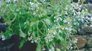 婴灵超度：人流之后做噩梦怎么回事,很可能是心理在作怪