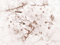 旺姻缘：教大家正确招正桃花运的方法