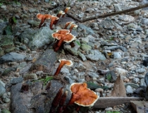 婴灵超度：渡亡知识,人流后渡亡的流程