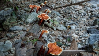 婴灵超度：渡亡知识,人流后渡亡的流程