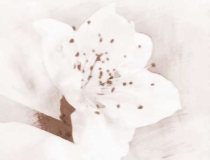 旺姻缘：怎样招好桃花