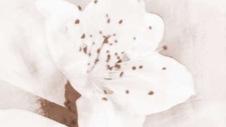 旺姻缘：怎样招好桃花