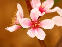 旺姻缘：如何能够脱单 给你一张催姻缘招桃花符