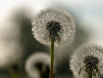 婴灵超度：最佳超度婴灵时间，通过做法事就能送走婴灵