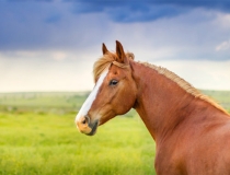 化太岁：2022年属马化太岁，属马2021年害太岁运势