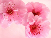 旺姻缘：教你如何巧用风水招桃花运