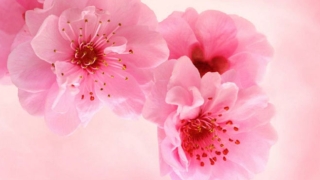 旺姻缘：教你如何巧用风水招桃花运