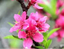 旺姻缘：如何招桃花风水 教你真正的催桃花技巧