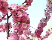 斩烂桃花：如何斩断老公的烂桃花 烂桃花怎幺破