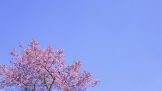 婴灵超度：什么是超度婴灵？选择专业人士顺利完成