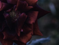 超度法事：超度亡灵经文歌曲让亡灵得到解脱