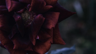 超度法事：超度亡灵经文歌曲让亡灵得到解脱