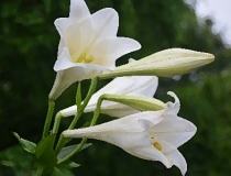 旺姻缘：家里养什么植物可以招桃花