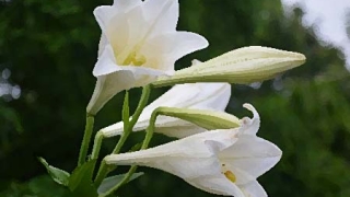 旺姻缘：家里养什么植物可以招桃花