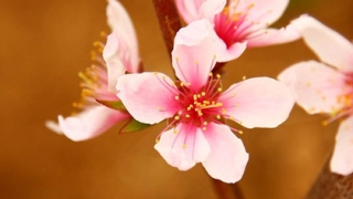 旺姻缘：风水招桃花运 单身男女招桃花的秘诀