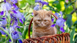 民俗文化：职场遇到小人怎么对付 一招帮你搞定