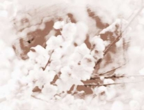 旺姻缘：什么植物招桃花运