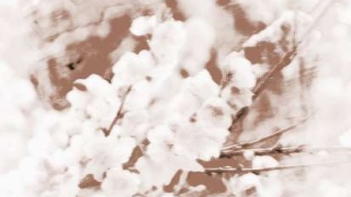 旺姻缘：什么植物招桃花运