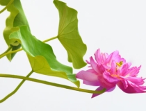 民俗文化：生活中遇到的倒霉事情多，是因为受前世影响？