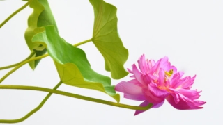 民俗文化：生活中遇到的倒霉事情多，是因为受前世影响？