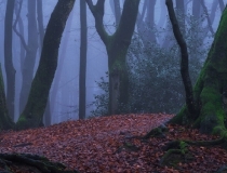 超度法事：爱猫去了喵星球很伤心怎么办,给小猫渡亡让它早日解脱