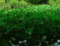 婴灵超度：堕胎念什么经渡亡婴灵,如何为堕胎婴灵化解是值得大家所知道的