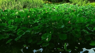 婴灵超度：堕胎念什么经渡亡婴灵,如何为堕胎婴灵化解是值得大家所知道的