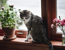 道教法事：道家最简单的动物超度