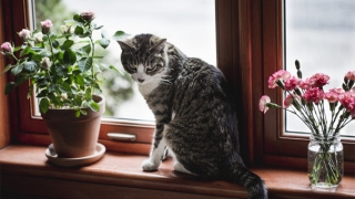 道教法事：道家最简单的动物超度