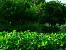 婴灵超度：堕胎的婴灵怎么化解,化解婴灵念诵经文需要进行回向才能送走