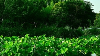 婴灵超度：堕胎的婴灵怎么化解,化解婴灵念诵经文需要进行回向才能送走