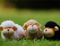 化太岁：冲太岁是什么意思属羊 2021属羊冲太岁如何化解