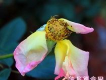 斩烂桃花：怎样斩掉丈夫的烂桃花