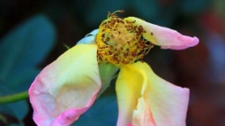 斩烂桃花：怎样斩掉丈夫的烂桃花