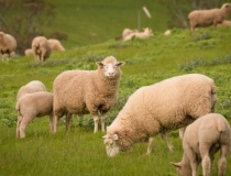 婴灵超度：堕胎婴灵悲惨遭遇坚持不懈的超度