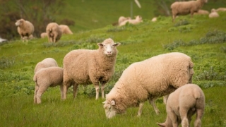 婴灵超度：堕胎婴灵悲惨遭遇坚持不懈的超度