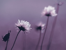 婴灵超度：有婴灵跟着有什么感应，堕胎的女人赶紧来看