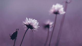 婴灵超度：有婴灵跟着有什么感应，堕胎的女人赶紧来看