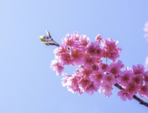 道教法事：紫微斗数事业受阻，请道长来看如何进行化解