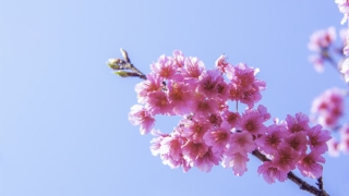 道教法事：紫微斗数事业受阻，请道长来看如何进行化解