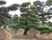 财库财运：在古代为什么说松树招财辟邪作用大 还能帮你遇贵人